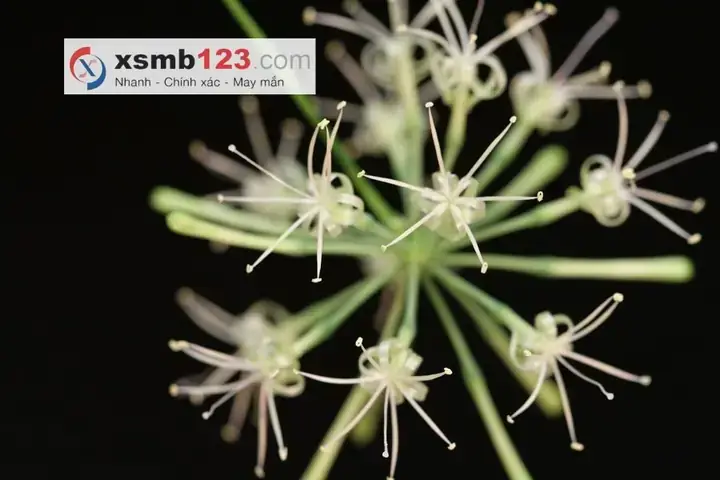 Giải Mã Giấc Mơ Thấy Cây Trúc: Ý Nghĩa Tâm Linh & Con Số May Mắn