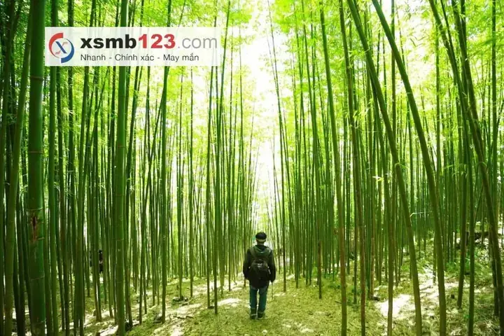 Giải Mã Giấc Mơ Thấy Cây Trúc: Ý Nghĩa Tâm Linh & Con Số May Mắn