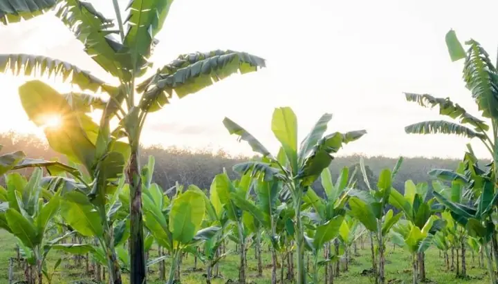 Giải Mã Giấc Mơ Thấy Chặt Cây Chuối: Ý Nghĩa Tâm Linh Và Những Con Số May Mắn