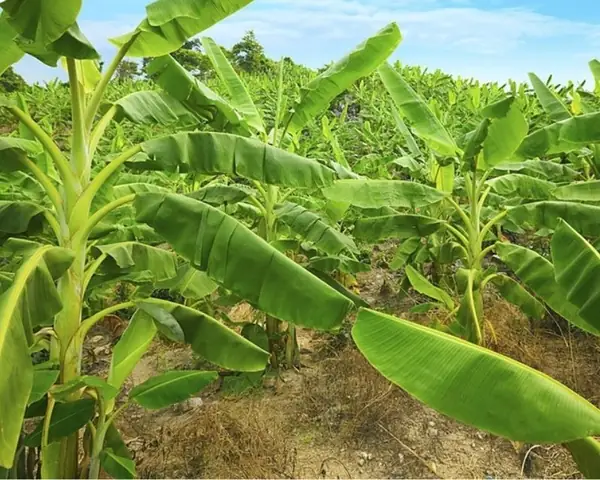 Giải Mã Giấc Mơ Thấy Chặt Cây Chuối: Ý Nghĩa Tâm Linh Và Những Con Số May Mắn