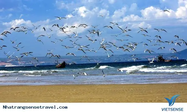 Mơ Thấy Chim Bay Trên Trời: Giải Mã Chi Tiết Ý Nghĩa Tâm Linh & Tâm Lý