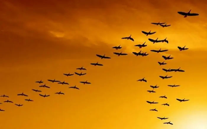 Mơ Thấy Chim Bay Trên Trời: Giải Mã Chi Tiết Ý Nghĩa Tâm Linh & Tâm Lý