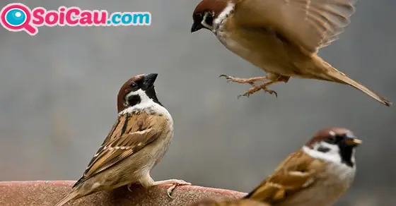 Giải Mã Giấc Mơ Thấy Chim Bay Vào Nhà: Điềm Báo Gì Và Con Số May Mắn?