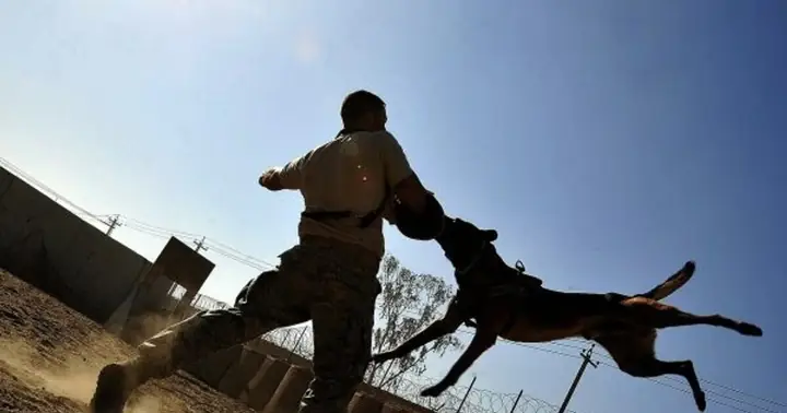 Giải Mã Giấc Mơ Thấy Chó Cắn: Điềm Báo Gì Và Những Điều Bạn Cần Biết