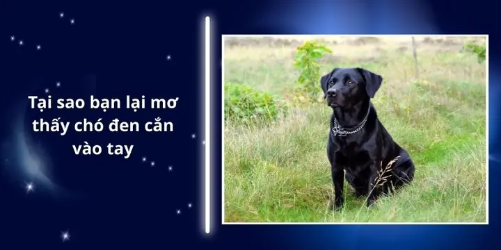 Giải Mã Giấc Mơ Thấy Chó Đen Cắn Vào Tay: Điềm Báo Gì Và Con Số May Mắn?