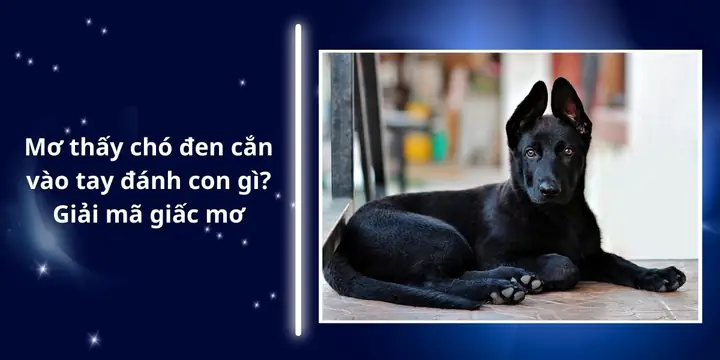 Giải Mã Giấc Mơ Thấy Chó Đen Cắn Vào Tay: Điềm Báo Gì Và Con Số May Mắn?