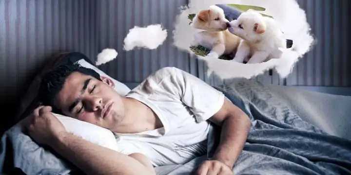 Giải Mã Giấc Mơ Thấy Chó: Điềm Lành Hay Dữ Và Con Số May Mắn Ẩn Chứa