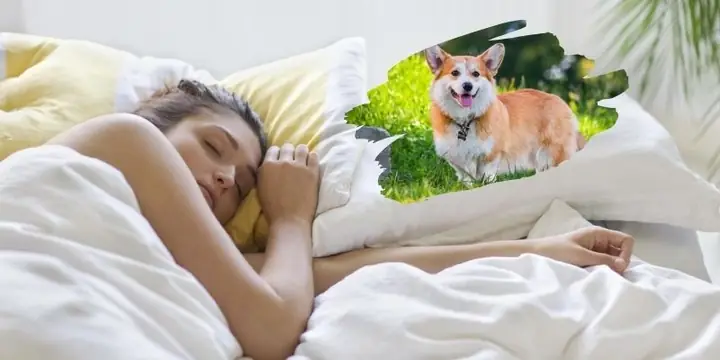 Giải Mã Giấc Mơ Thấy Chó: Điềm Lành Hay Dữ Và Con Số May Mắn Ẩn Chứa