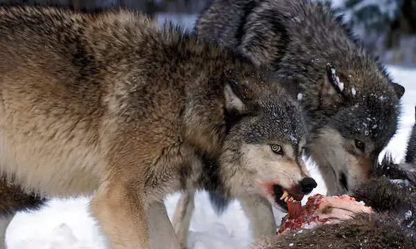 Giải Mã Giấc Mơ Thấy Chó Vàng Đuổi Cắn: Điềm Báo Gì Và Con Số May Mắn