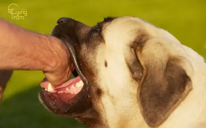 Giải Mã Giấc Mơ Thấy Chó Vàng Quấn Quýt: Điềm Báo Tốt Lành Và Các Con Số May Mắn