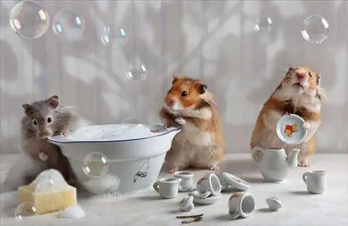 Mơ Thấy Chuột Là Điềm Gì? Giải Mã Chi Tiết Ý Nghĩa Các Giấc Mơ Liên Quan Đến Chuột