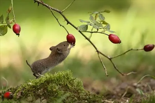 Mơ Thấy Chuột Là Điềm Gì? Giải Mã Chi Tiết Ý Nghĩa Các Giấc Mơ Liên Quan Đến Chuột