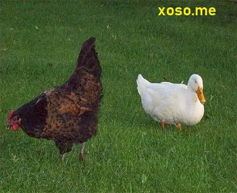 Giải Mã Giấc Mơ Thấy Có Người Gọi Mình Đây: Thông Điệp Từ Tiềm Thức & Điềm Báo Tương Lai