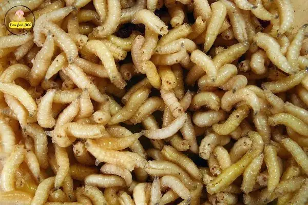 Giải Mã Giấc Mơ Thấy Con Dòi: Điềm Báo Gì Và Những Con Số May Mắn