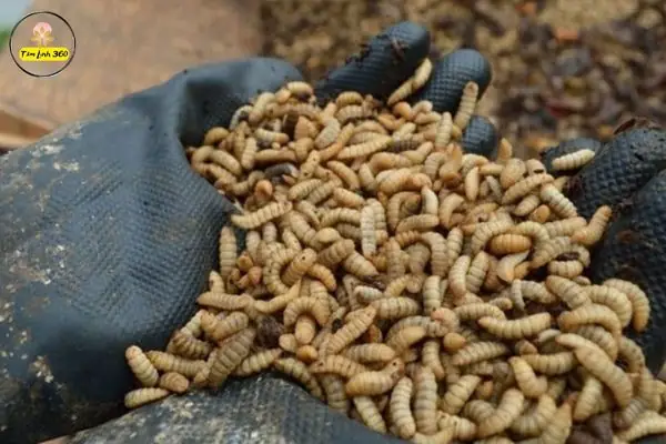 Giải Mã Giấc Mơ Thấy Con Dòi: Điềm Báo Gì Và Những Con Số May Mắn