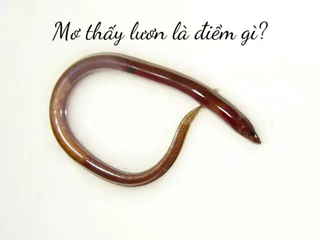 Giải Mã Giấc Mơ Thấy Con Lươn Màu Vàng: Điềm Báo Gì Và Con Số May Mắn