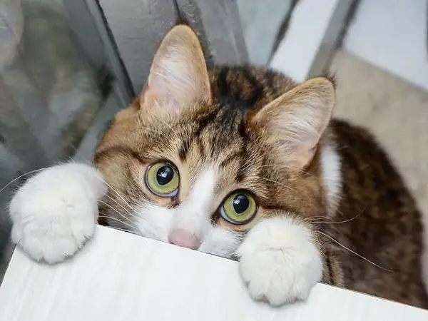 Giải Mã Giấc Mơ Thấy Mèo Biến Thành Rắn: Điềm Báo Gì Và Con Số May Mắn