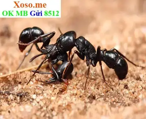 Giải Mã Giấc Mơ Thấy Côn Trùng Chui Vào Tai: Điềm Báo Gì & Cách Xử Lý