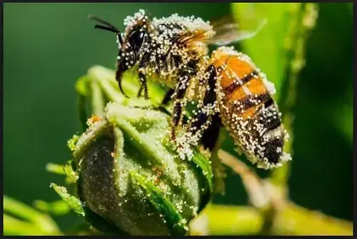 Giải Mã Giấc Mơ Thấy Côn Trùng Chui Vào Tai: Điềm Báo Gì & Cách Xử Lý