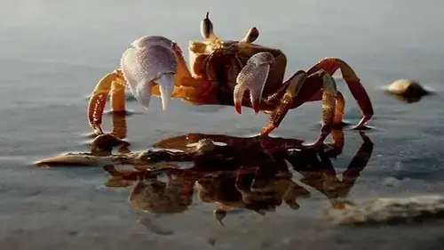 Giải Mã Giấc Mơ Thấy Cua Biển Luộc Chín: Điềm Báo Và Những Con Số May Mắn