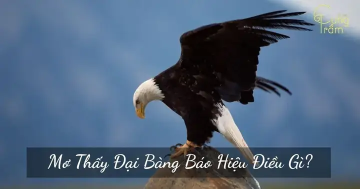 Mơ Thấy Đại Bàng Săn Mồi: Giải Mã Giấc Mơ