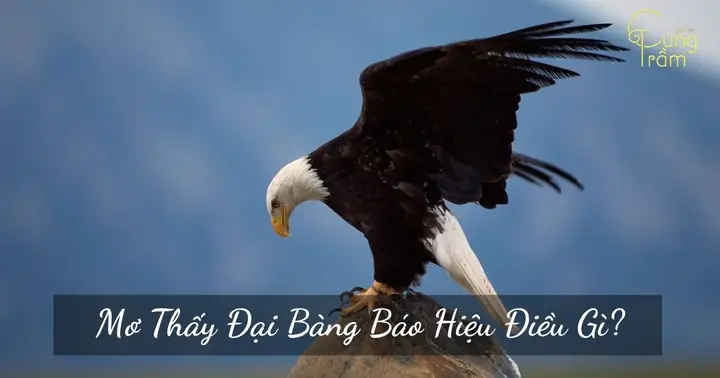 Mơ Thấy Đại Bàng Săn Mồi: Giải Mã Giấc Mơ