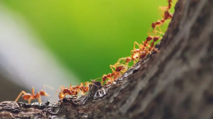 Giải Mã Giấc Mơ Thấy Đàn Kiến Bò Vào Nhà: Điềm Báo Gì Và Những Con Số May Mắn