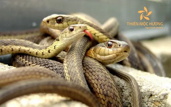 Giải Mã Ý Nghĩa Giấc Mơ Thấy Đập Rắn Nhưng Không Chết: Điềm Báo Gì Và Cách Đối Diện?