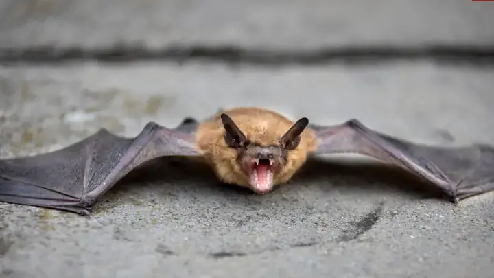 Mơ Thấy Dơi Cắn Đánh Con Gì? Giải Mã Chi Tiết Điềm Báo & Con Số May Mắn