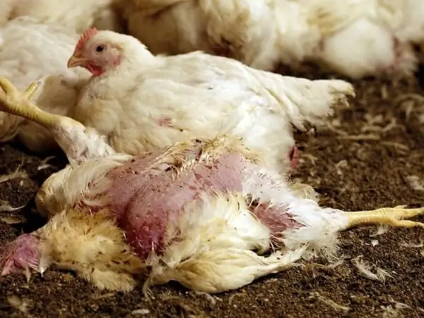 Giải Mã Giấc Mơ Thấy Gà Chết: Điềm Báo Gì Và Con Số May Mắn