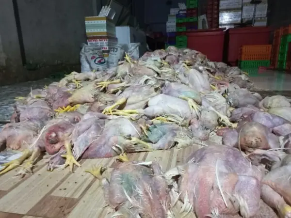 Giải Mã Giấc Mơ Thấy Gà Chết: Điềm Báo Gì Và Con Số May Mắn