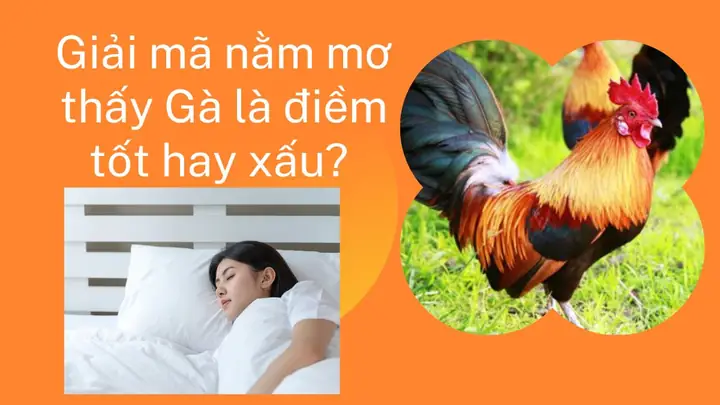 Giải Mã Chi Tiết Ý Nghĩa Giấc Mơ Thấy Gà Đẻ Trứng Và Con Số May Mắn Ẩn Sau