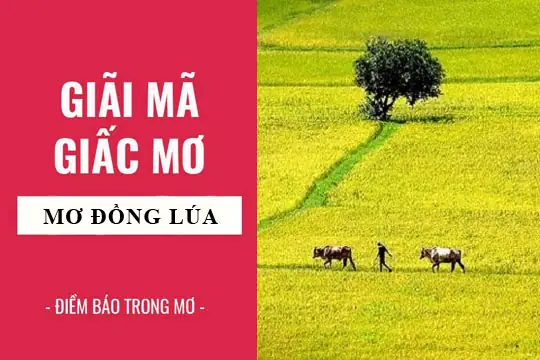 Giải Mã Ý Nghĩa Giấc Mơ Thấy Gặt Lúa Chín Và Các Con Số May Mắn Đi Kèm