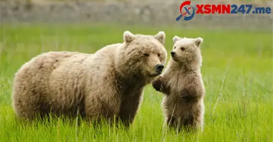 Mơ Thấy Gấu Đen: Giải Mã Ý Nghĩa Tâm Linh, Khoa Học Và Góc Nhìn Thực Tế