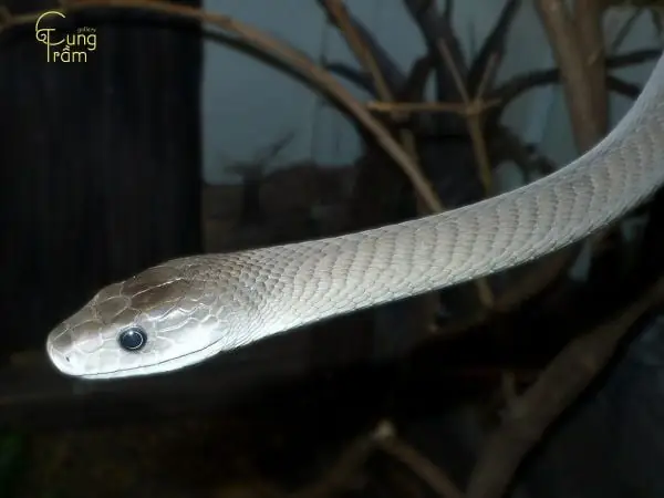 Giải Mã Giấc Mơ Thấy Giết Rắn: Chi Tiết Ý Nghĩa Và Các Điềm Báo Liên Quan