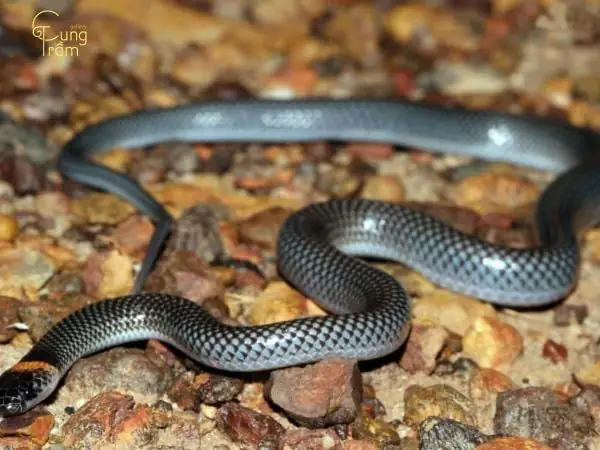 Giải Mã Giấc Mơ Thấy Giết Rắn: Chi Tiết Ý Nghĩa Và Các Điềm Báo Liên Quan