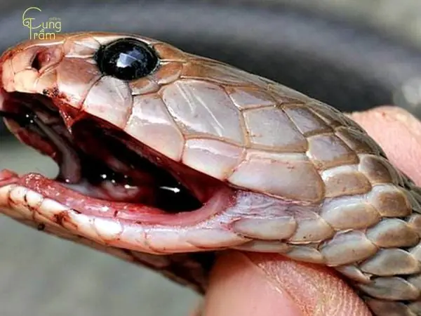 Giải Mã Giấc Mơ Thấy Giết Rắn: Chi Tiết Ý Nghĩa Và Các Điềm Báo Liên Quan