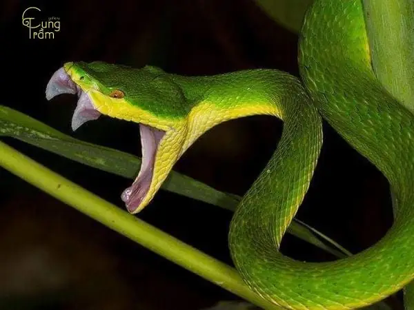 Giải Mã Giấc Mơ Thấy Giết Rắn: Chi Tiết Ý Nghĩa Và Các Điềm Báo Liên Quan