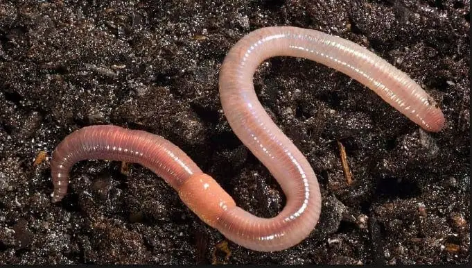 Mơ Thấy Giun Chui Ra Từ Miệng: Giải Mã Ý Nghĩa Và Những Điềm Báo Ẩn Giấu