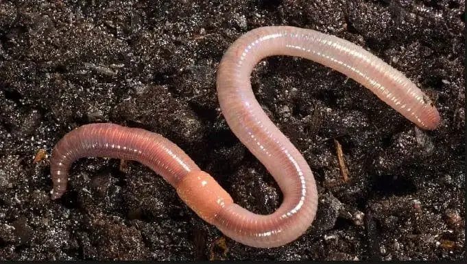 Giải Mã Giấc Mơ Thấy Giun Sán Trong Người Chui Ra: Điềm Báo Hay Lời Cảnh Tỉnh?