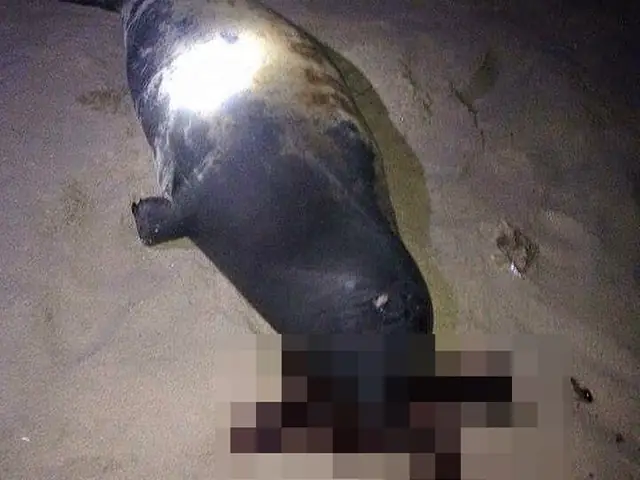 Giải Mã Ý Nghĩa & Con Số May Mắn Khi Mơ Thấy Hải Cẩu