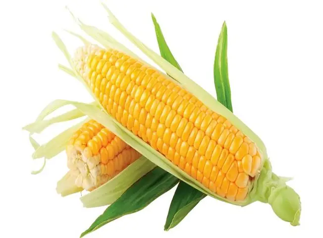 Giải Mã Giấc Mơ Thấy Hạt Ngô: Điềm Báo Và Con Số May Mắn Chi Tiết Nhất