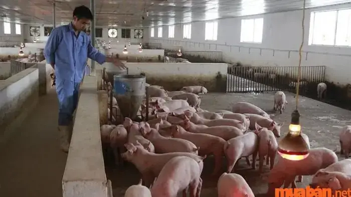 Giải Mã Ý Nghĩa Giấc Mơ Thấy Heo Đẻ: Điềm Báo Gì Và Con Số May Mắn