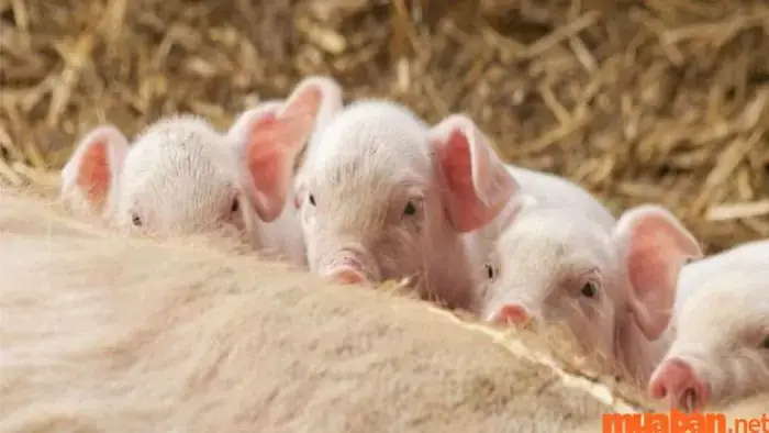 Giải Mã Ý Nghĩa Giấc Mơ Thấy Heo Đẻ: Điềm Báo Gì Và Con Số May Mắn