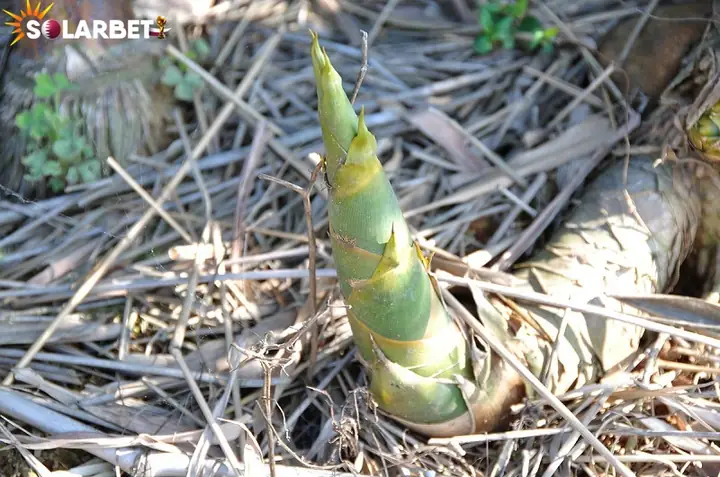 Giải Mã Giấc Mơ Thấy Măng Tre: Điềm Báo Gì Và Con Số May Mắn Tiềm Ẩn