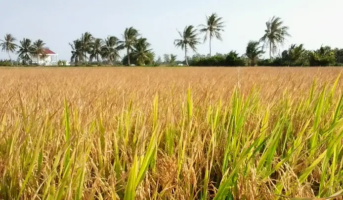 Giải Mã Giấc Mơ Thấy Mình Đi Gặt Lúa: Ý Nghĩa Tâm Linh Và Con Số May Mắn