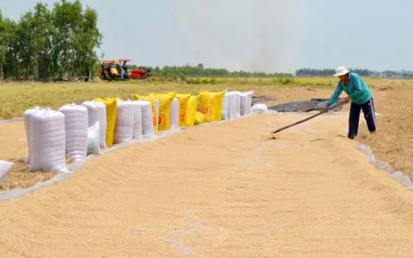 Giải Mã Giấc Mơ Thấy Mình Đi Gặt Lúa: Ý Nghĩa Tâm Linh Và Con Số May Mắn