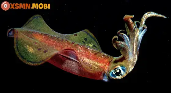 Giải Mã Giấc Mơ Thấy Mực Khô: Ý Nghĩa Đặc Biệt Và Những Con Số May Mắn