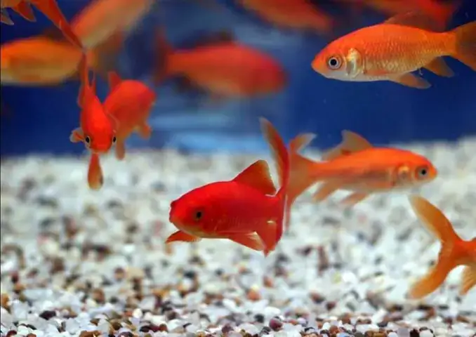 Giải Mã Giấc Mơ Thấy Nấu Rượu: Ý Nghĩa Sâu Xa Và Con Số May Mắn Đi Kèm