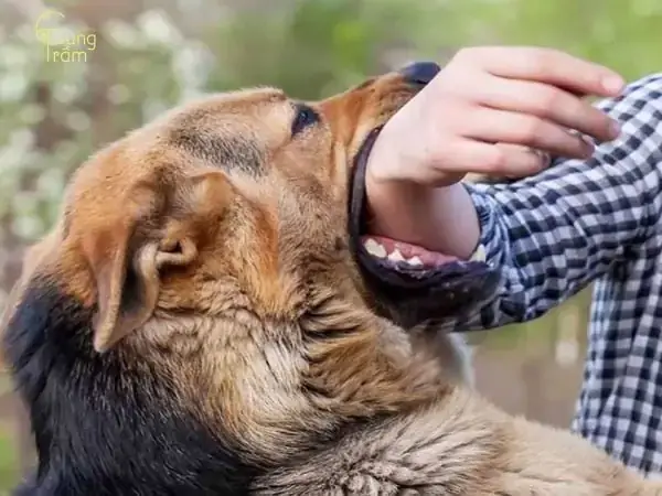 Giải Mã Giấc Mơ Thấy Người Mình Ghét: Ý Nghĩa Tâm Lý Và Những Con Số May Mắn
